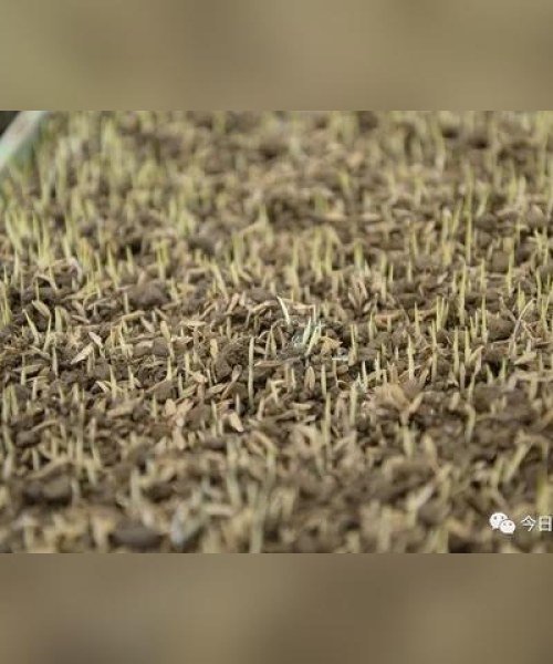 崇州今日最新视频揭秘，科技农业新动态，数据揭示发展新高度