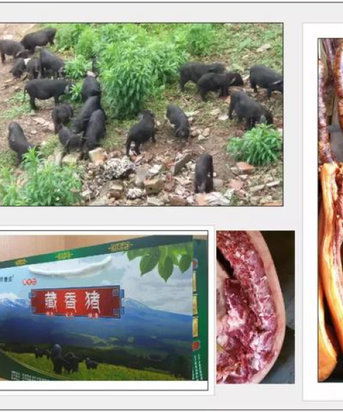 西藏动物脂肪排名前十名