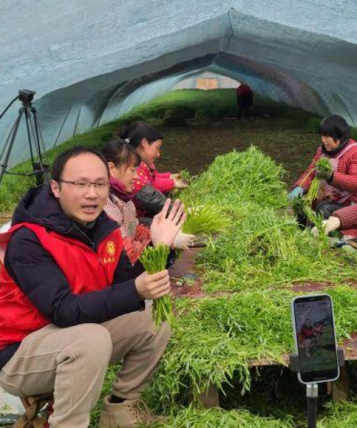 农业科技如何助力小农户实现增收